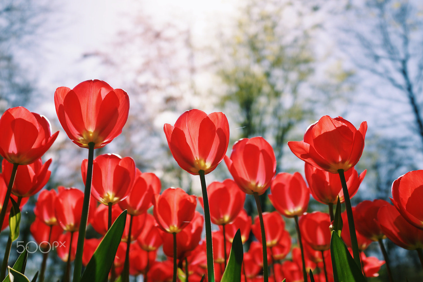 Sony Cyber-shot DSC-RX1R sample photo. Tulip photography