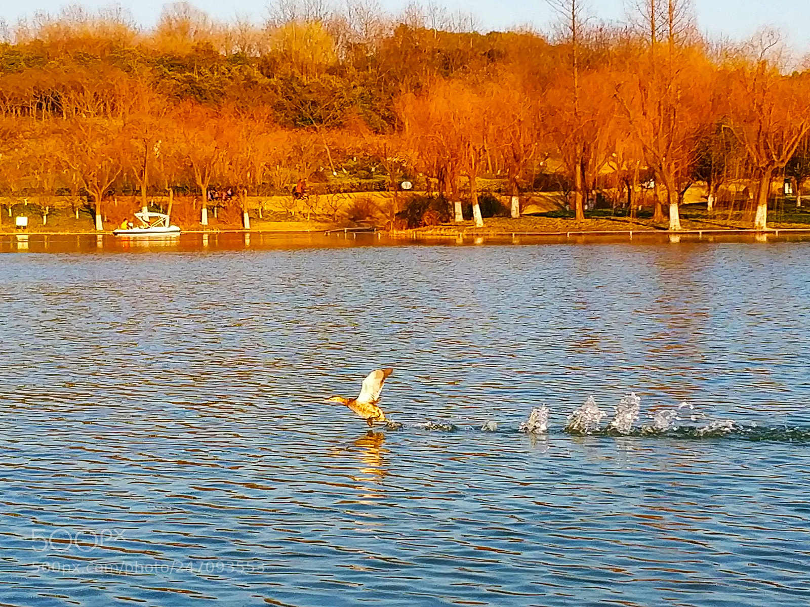 Xiaomi MIX 2 sample photo. Run & fly photography