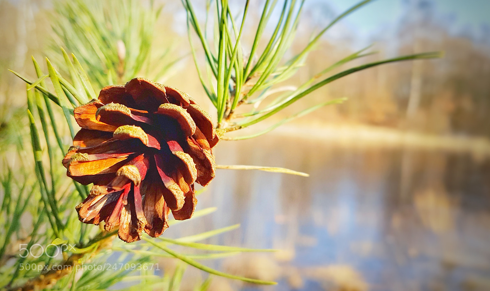 Samsung Galaxy S7 sample photo. Pinecone photography