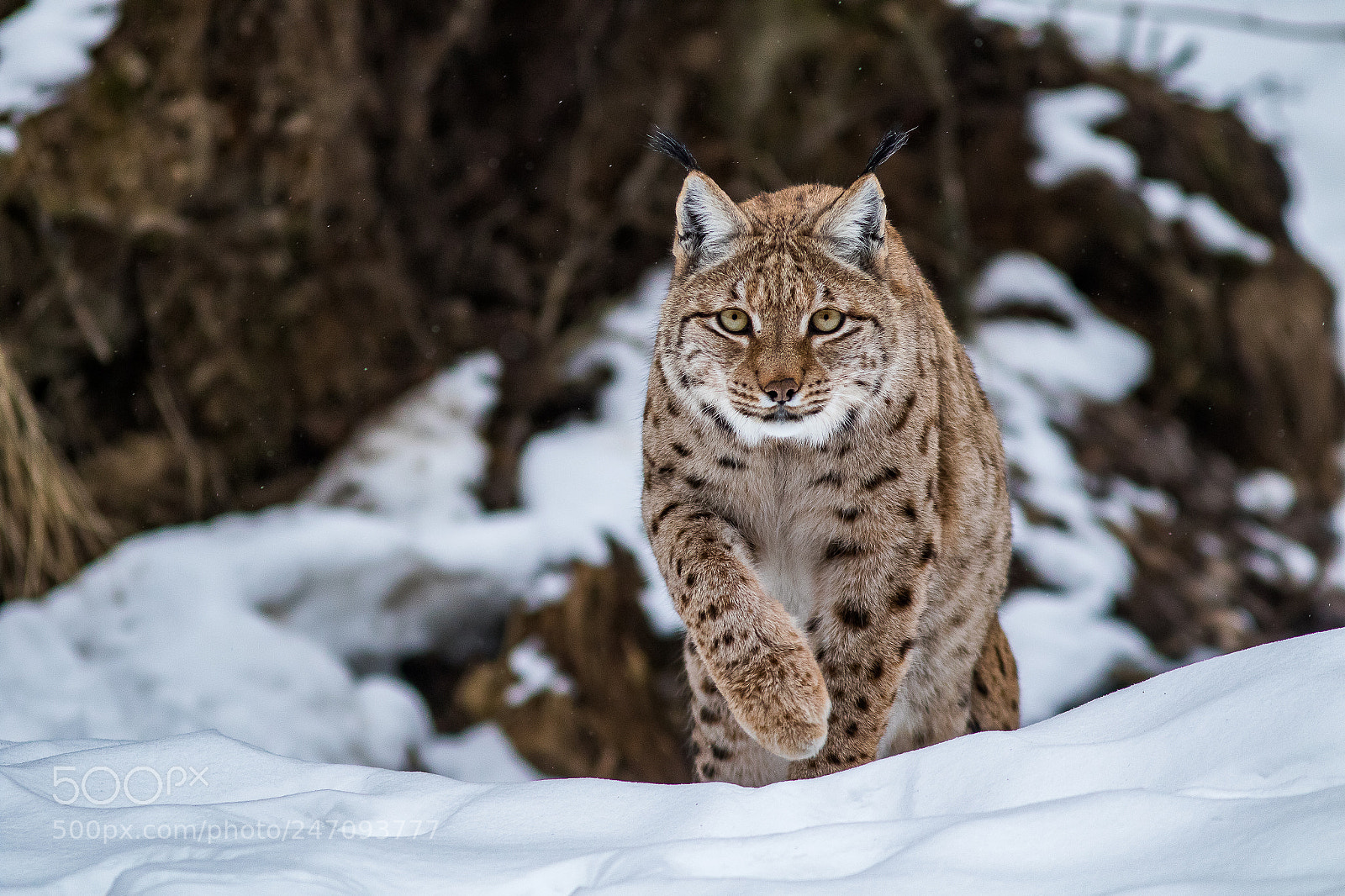 Canon EOS 7D Mark II sample photo. Lince photography