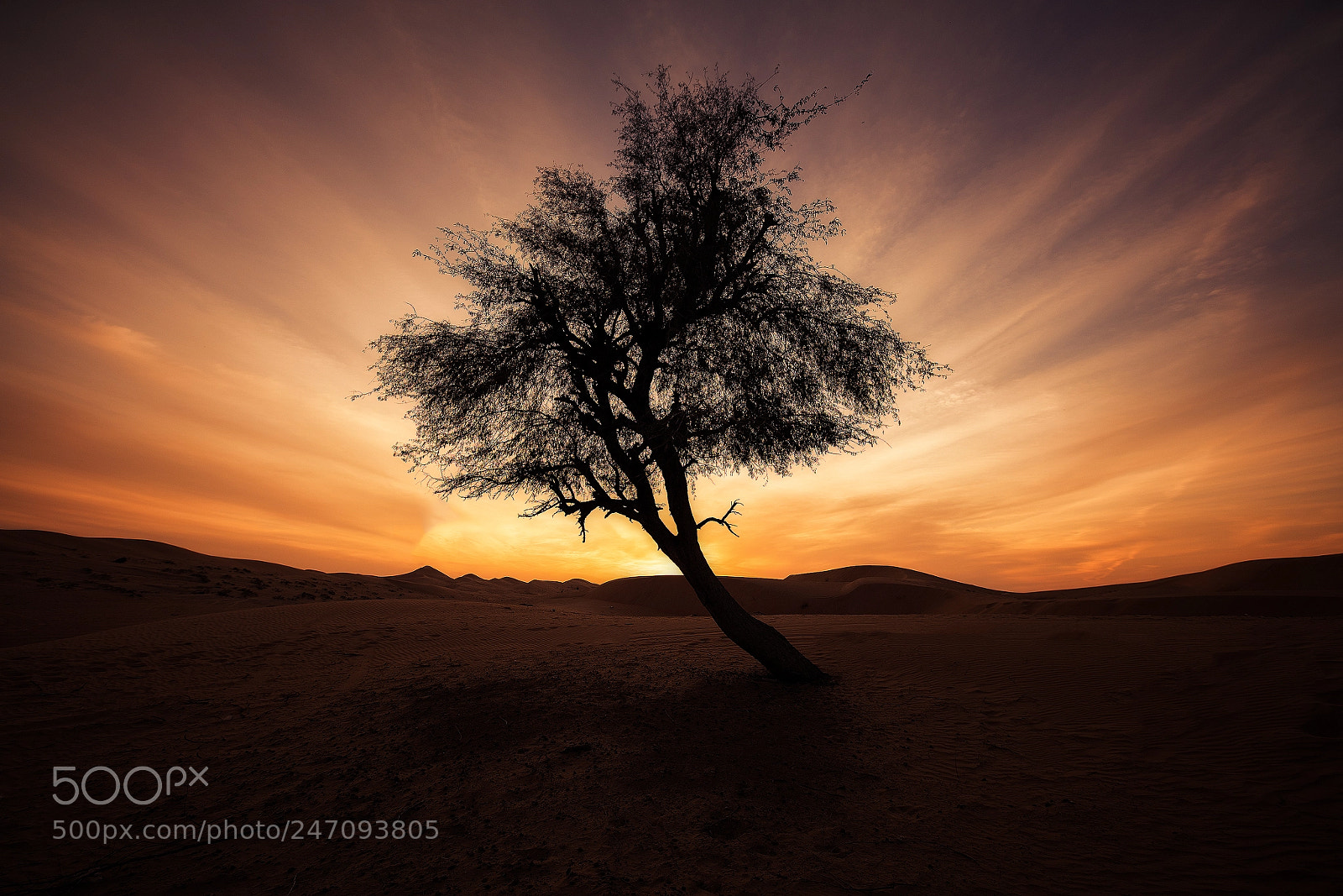 Sony a7R III sample photo. Alone in the desert photography