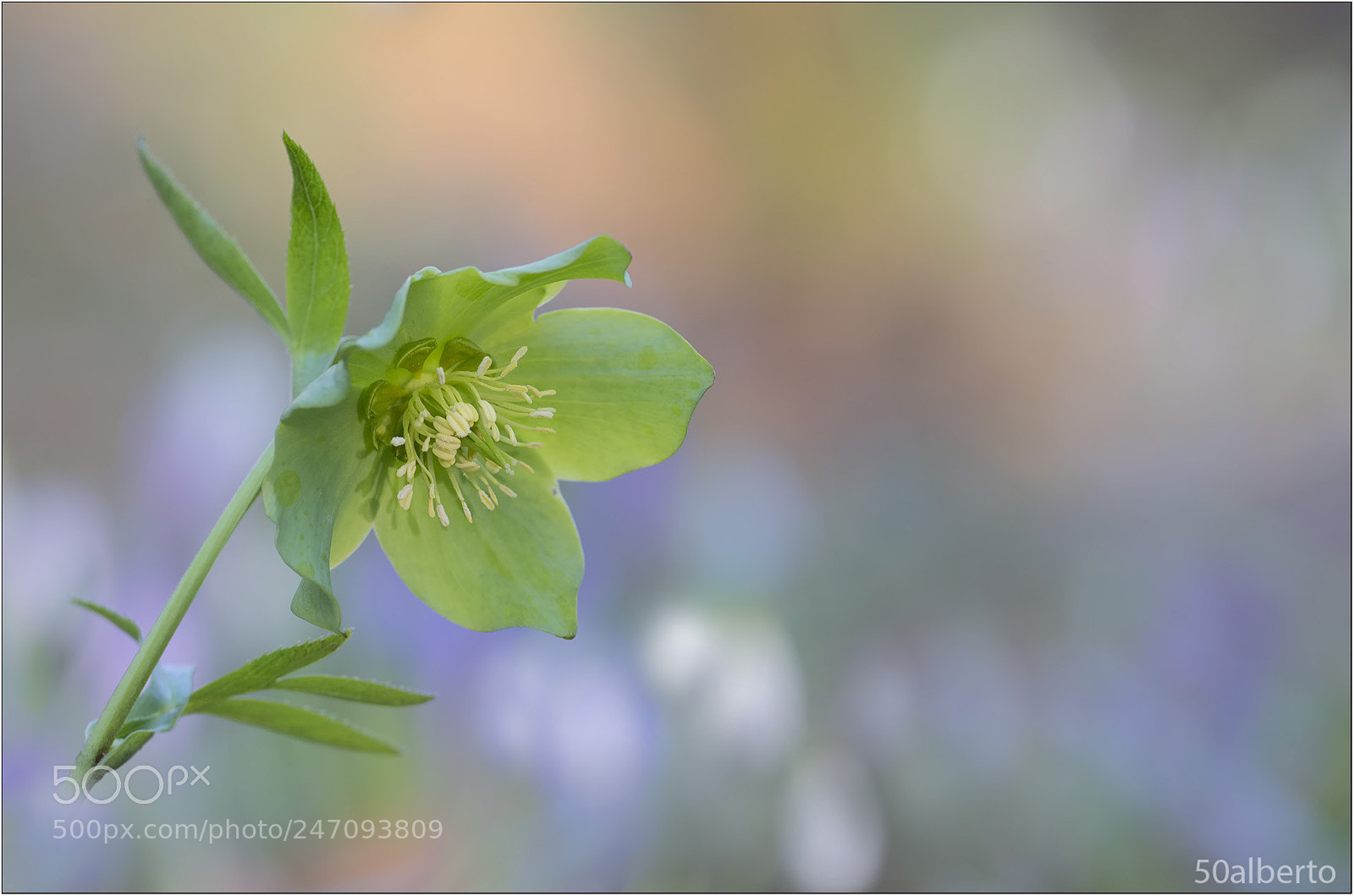 Nikon D610 sample photo. Helleborus viridis photography