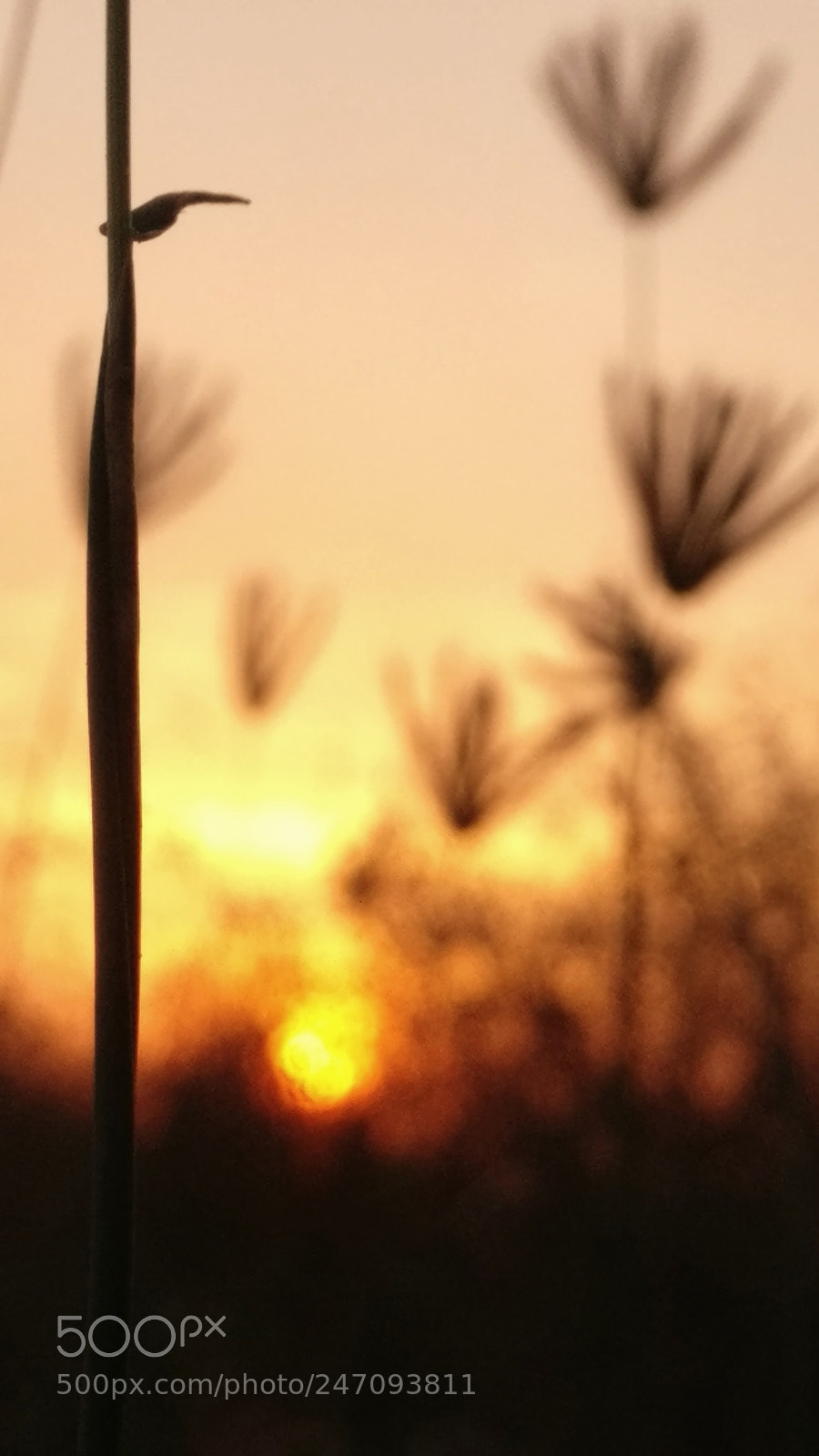 OnePlus A3003 sample photo. When sun goes down photography