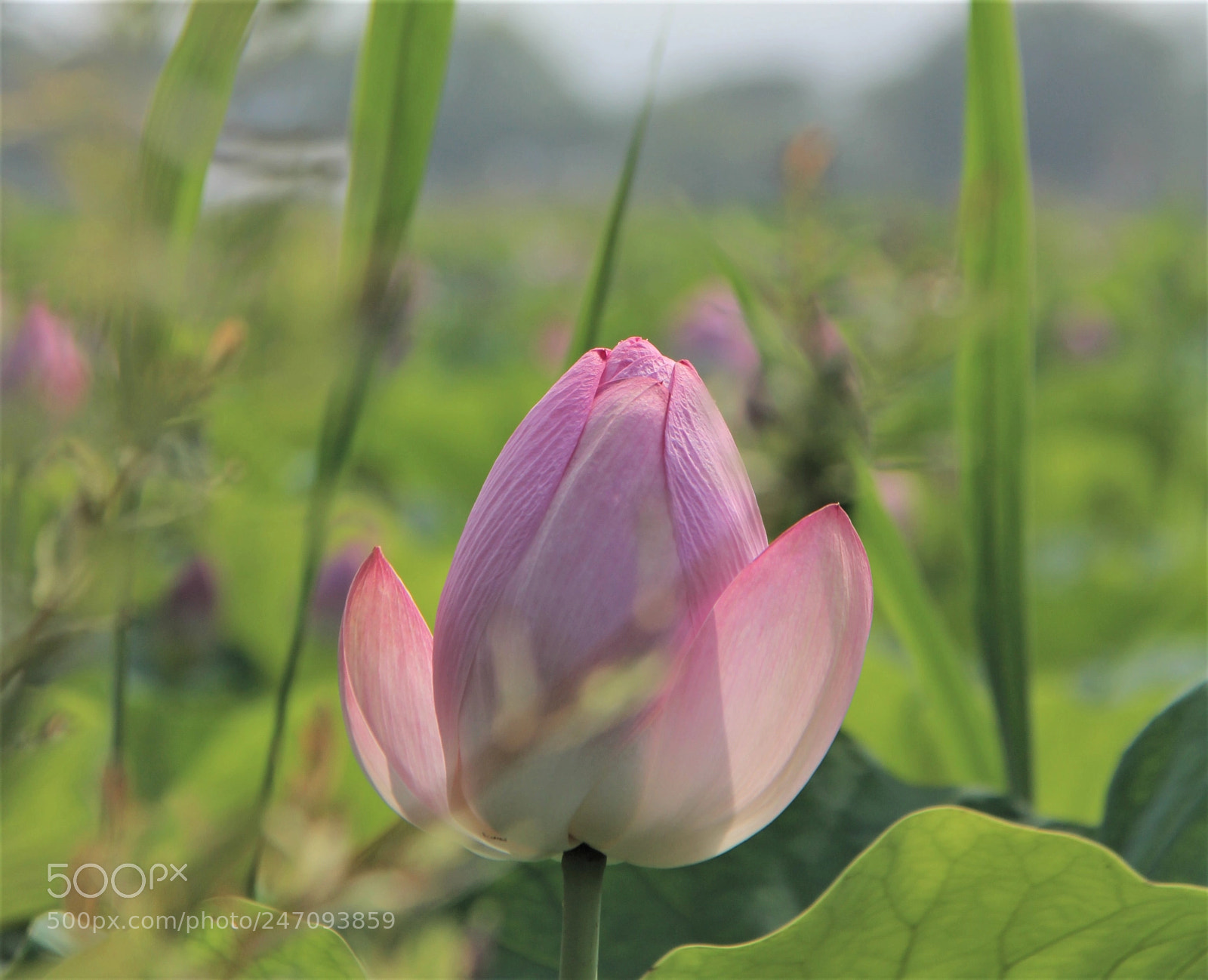 Canon EOS 100D (EOS Rebel SL1 / EOS Kiss X7) sample photo. Img photography