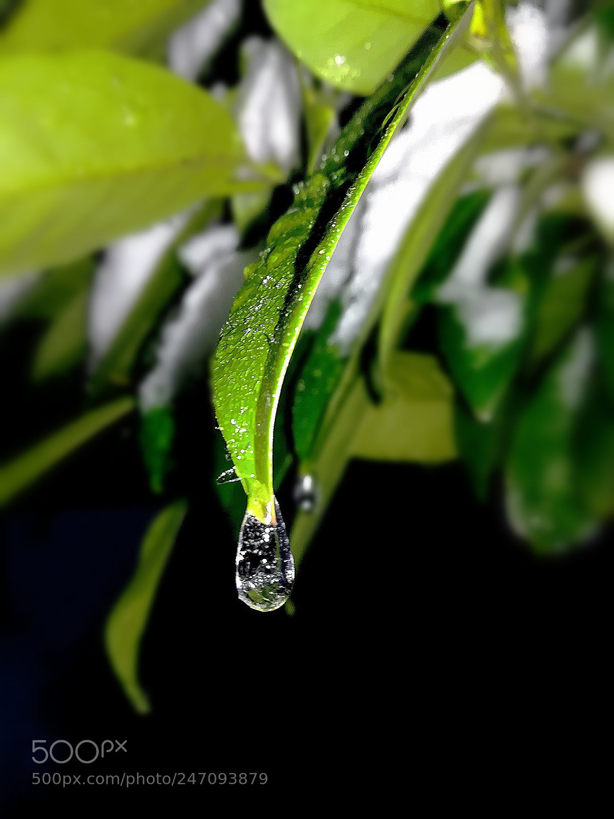 HUAWEI PRA-LX1 sample photo. Frozen in the moment photography