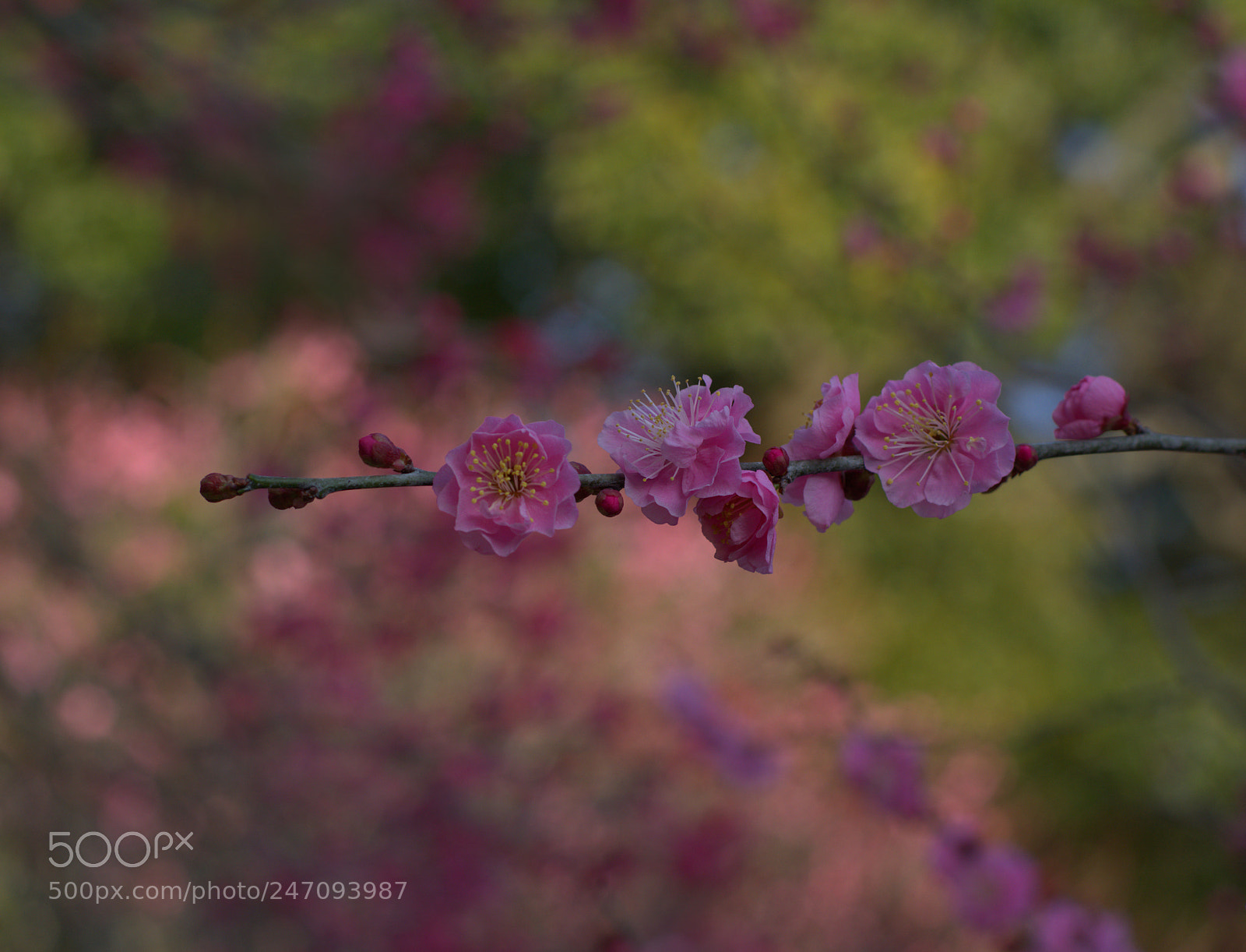 Nikon D7100 sample photo. Plum blossom photography