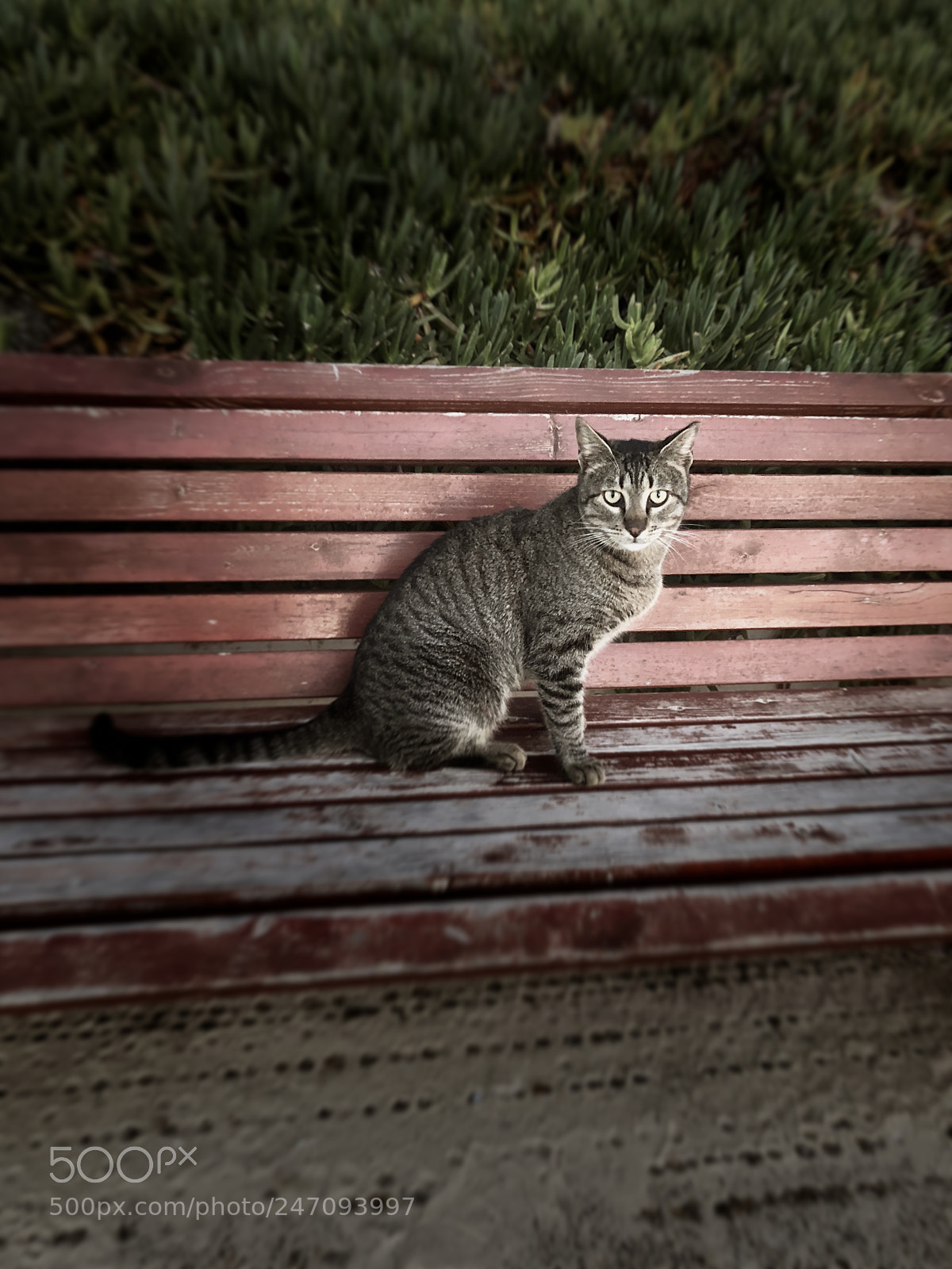 Apple iPhone X sample photo. Cat on the bench photography
