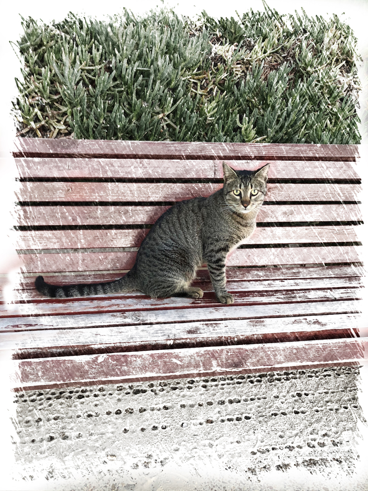 Apple iPhone X sample photo. Cat on the bench photography