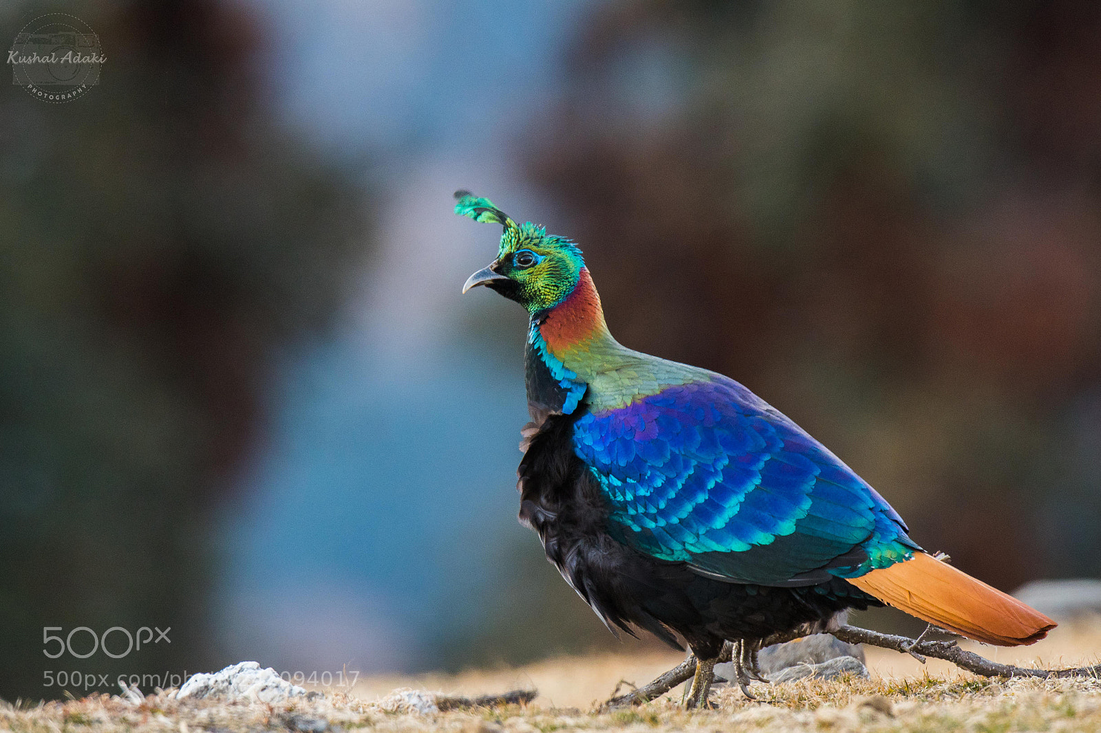 Nikon D500 sample photo. Himalayan monal (male) photography