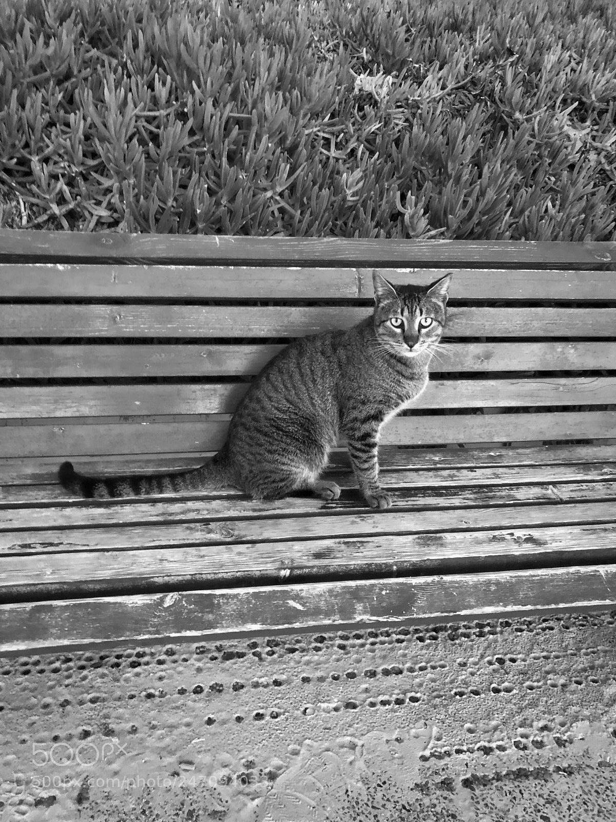 Apple iPhone X sample photo. Cat on the bench photography