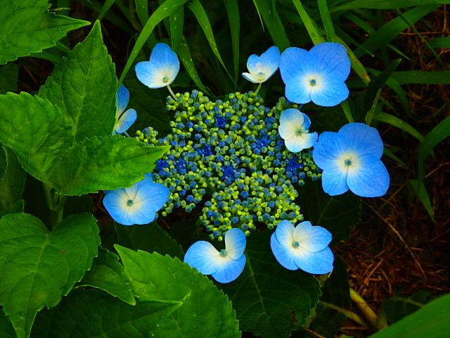 Olympus SH-1 sample photo. Beautifull flower photography