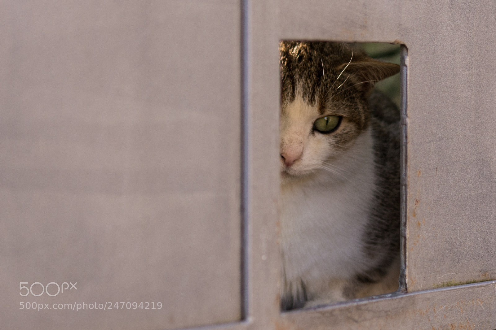 Nikon D5200 sample photo. Cat photography