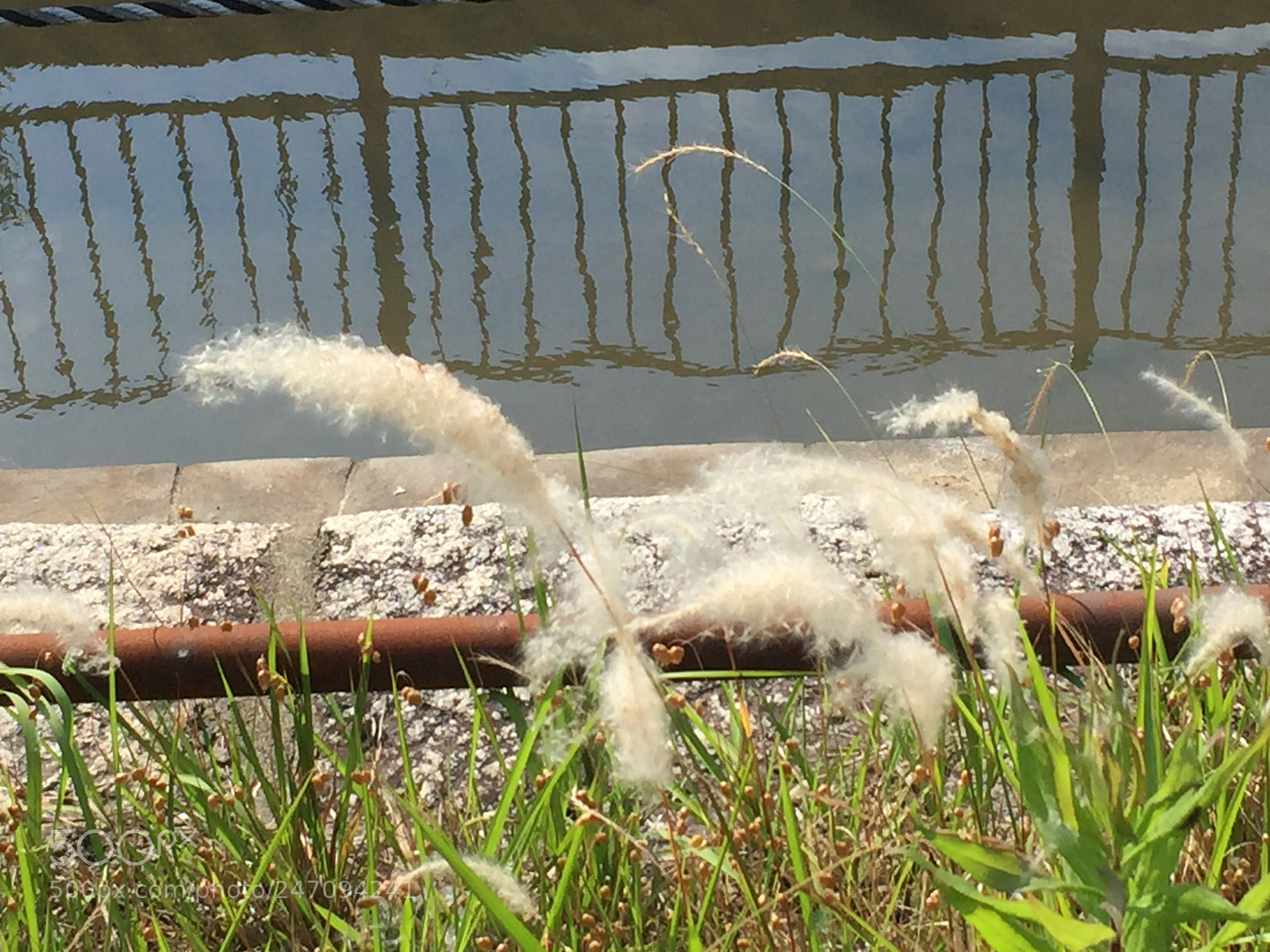 Apple iPhone 6 sample photo. Img photography
