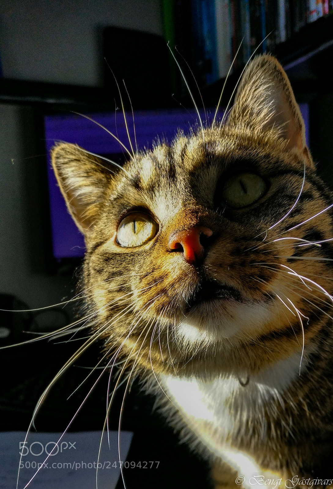 OnePlus A3003 sample photo. Whats that photography