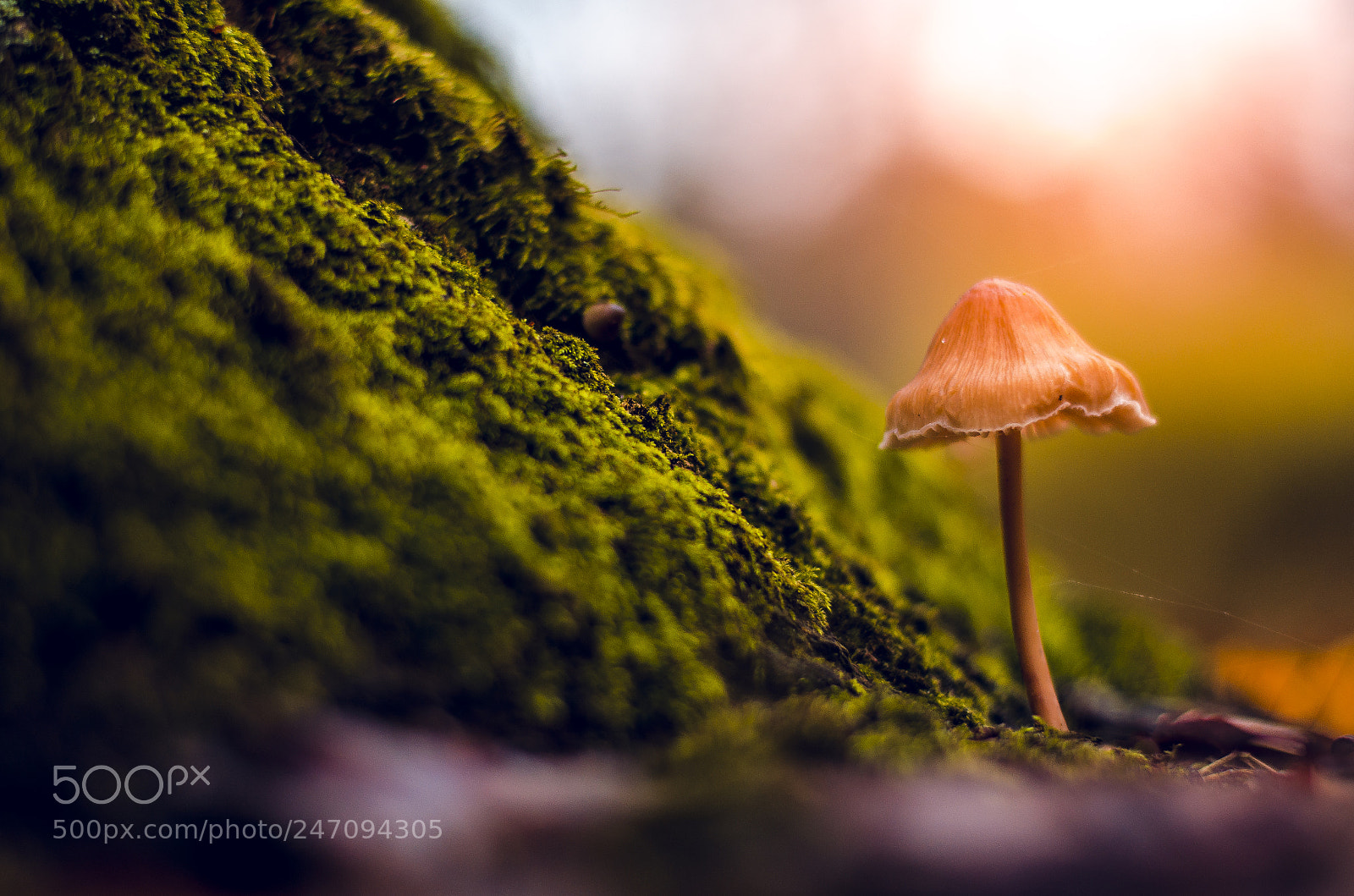 Nikon D5100 sample photo. Solar mushroom. photography