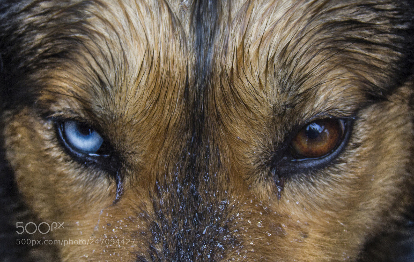 Canon EOS 60D sample photo. The look photography