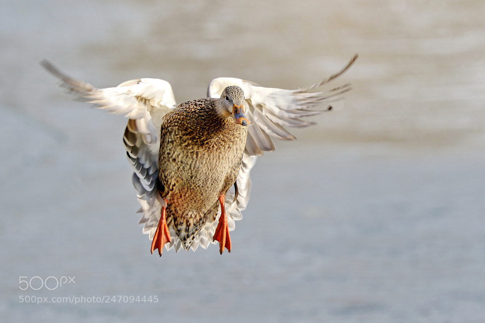 Canon EOS 7D Mark II sample photo. Female mallard landing photography