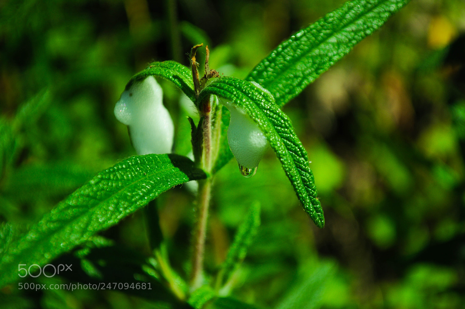 Nikon D5000 sample photo. Untitled photography