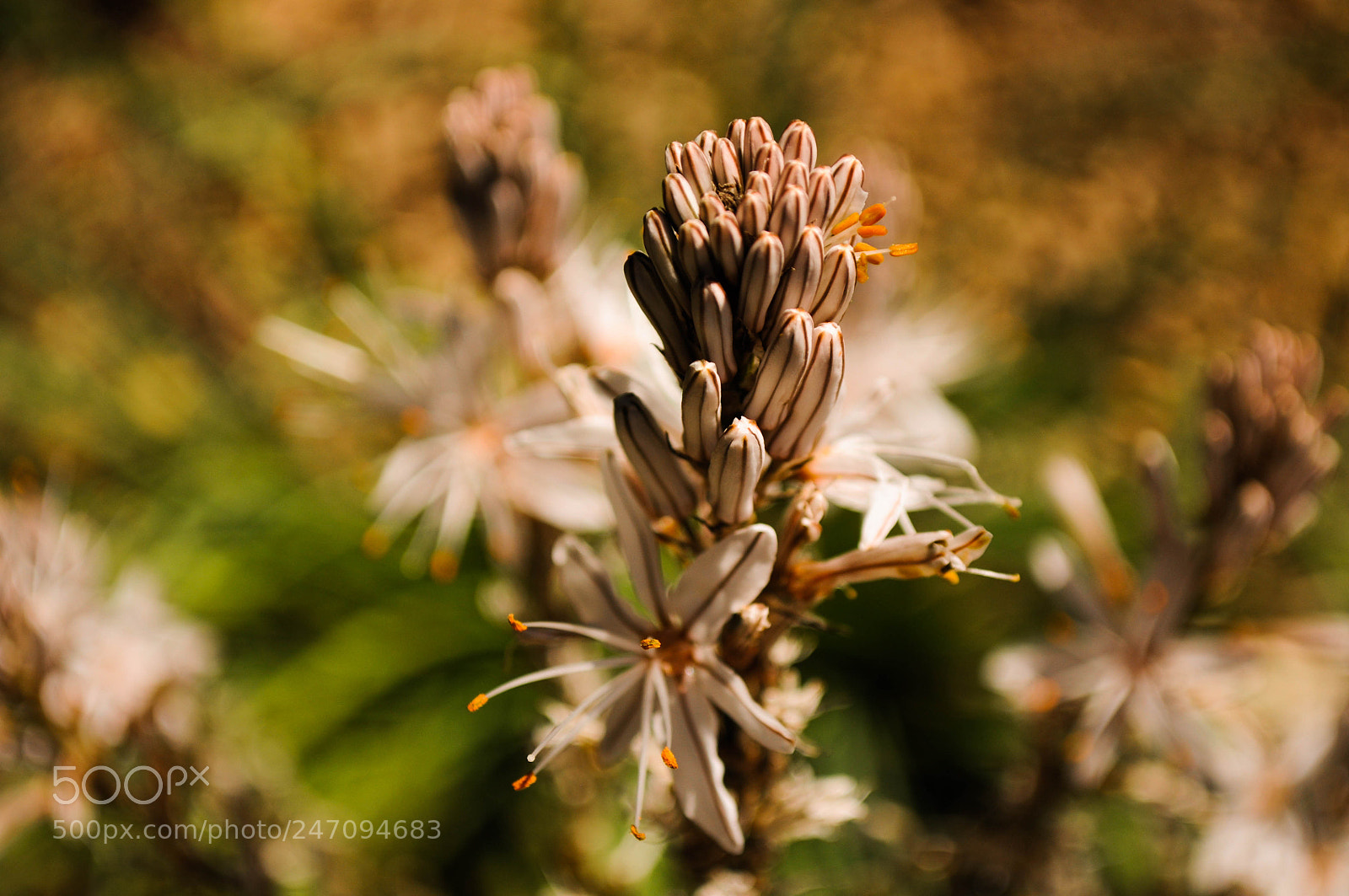 Nikon D5000 sample photo. Untitled photography
