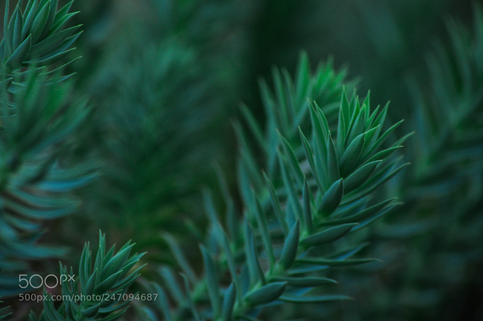 Nikon D5000 sample photo. Untitled photography