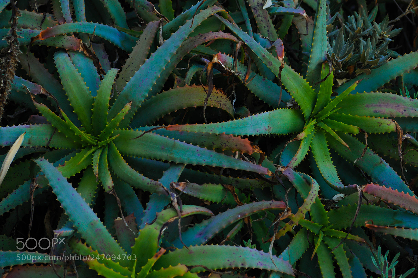 Nikon D5000 sample photo. Aloe vera photography
