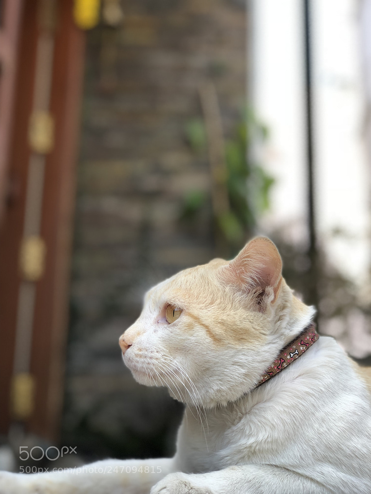 Apple iPhone 8 Plus sample photo. Untitled photography