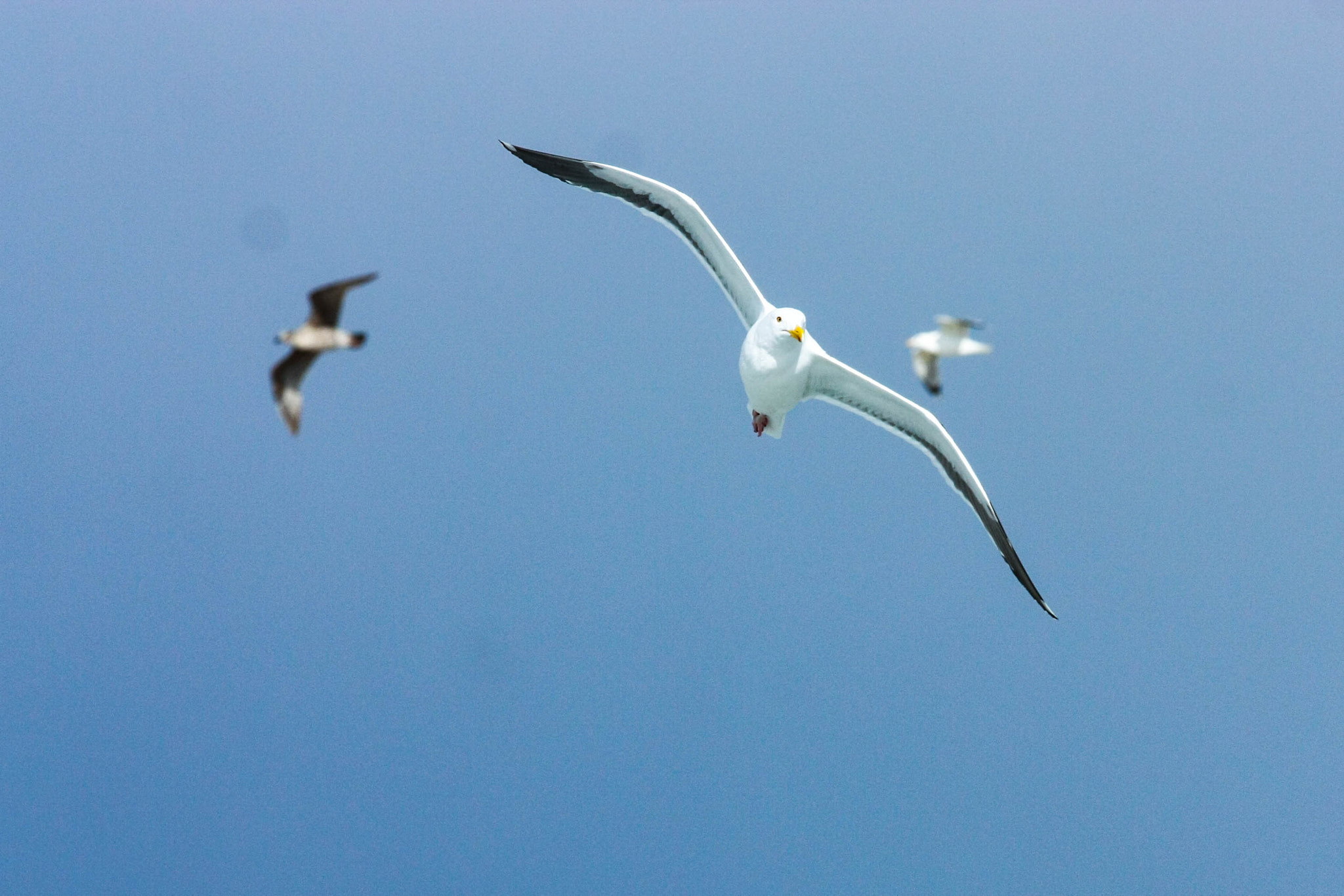 Canon EOS 450D (EOS Rebel XSi / EOS Kiss X2) sample photo. Gaviotas estan volando photography
