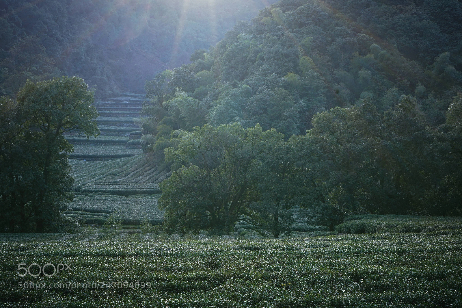 Sony a7 II sample photo. 梅坞春早 photography