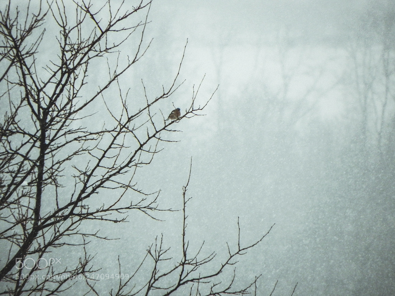 Nikon Coolpix P100 sample photo. Little bird in a photography
