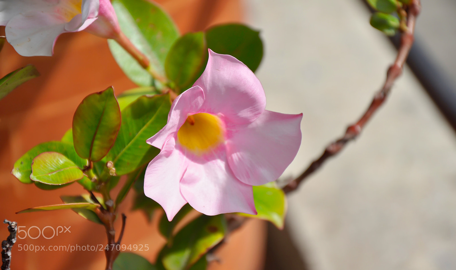 Nikon D90 sample photo. Beautiful flower photography