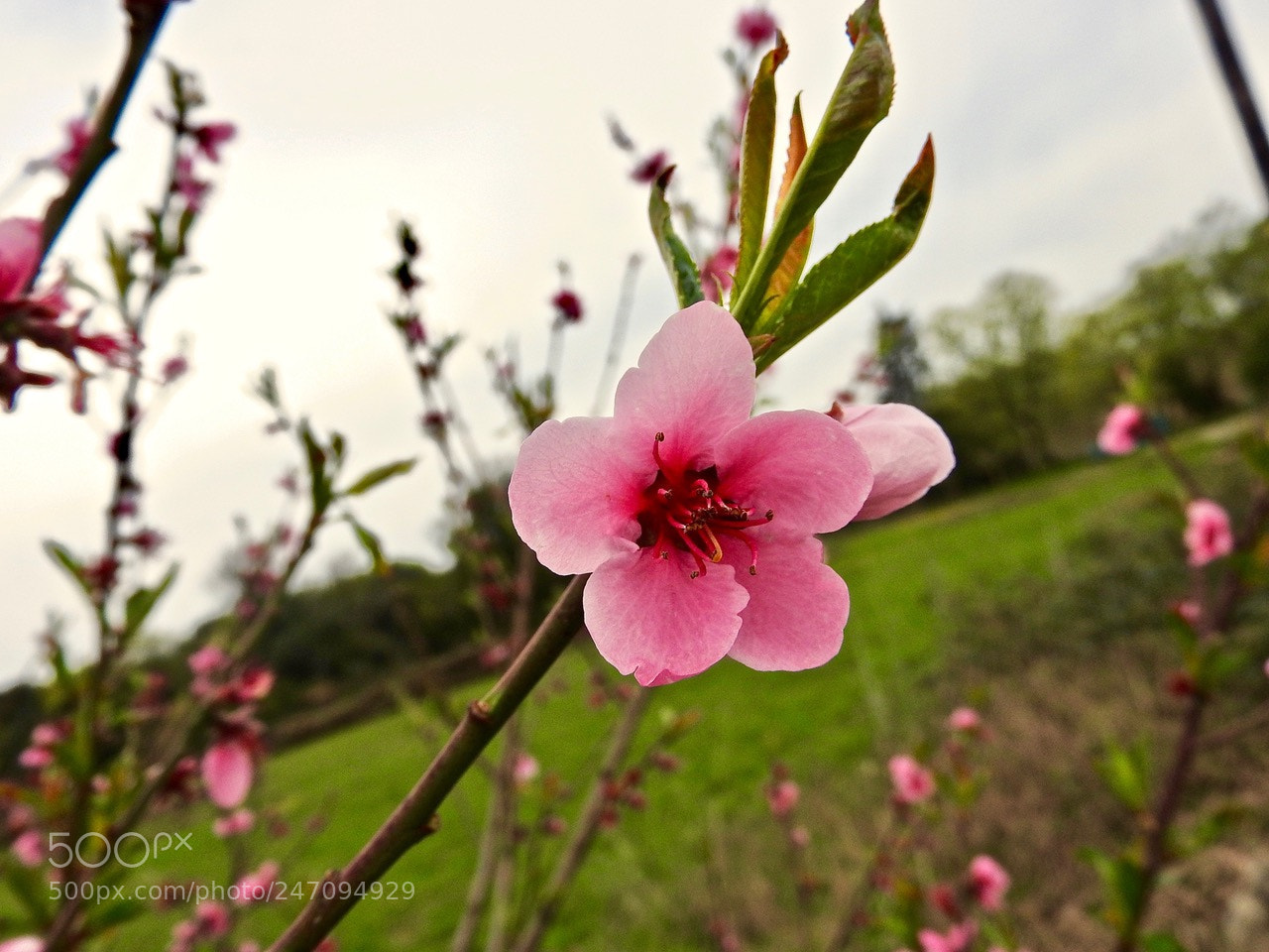 Nikon Coolpix P610 sample photo. Pink flower#e photography