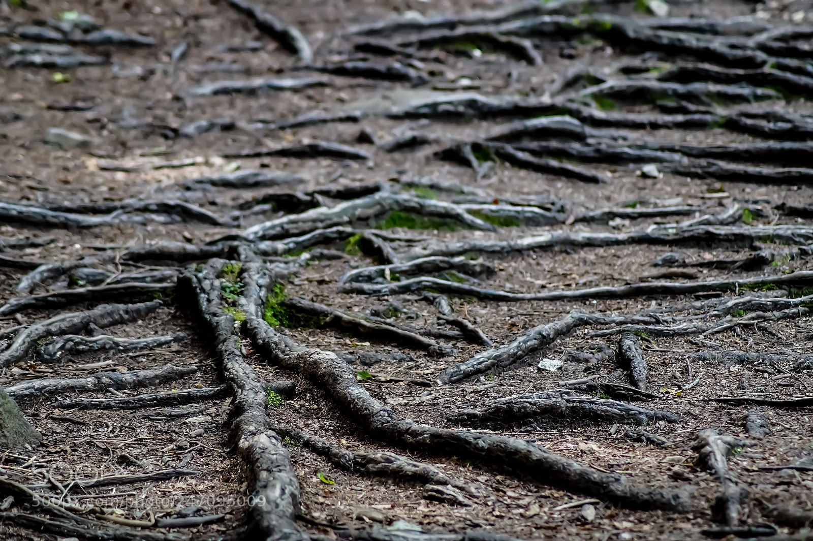 Sony SLT-A58 sample photo. The synapses of the photography