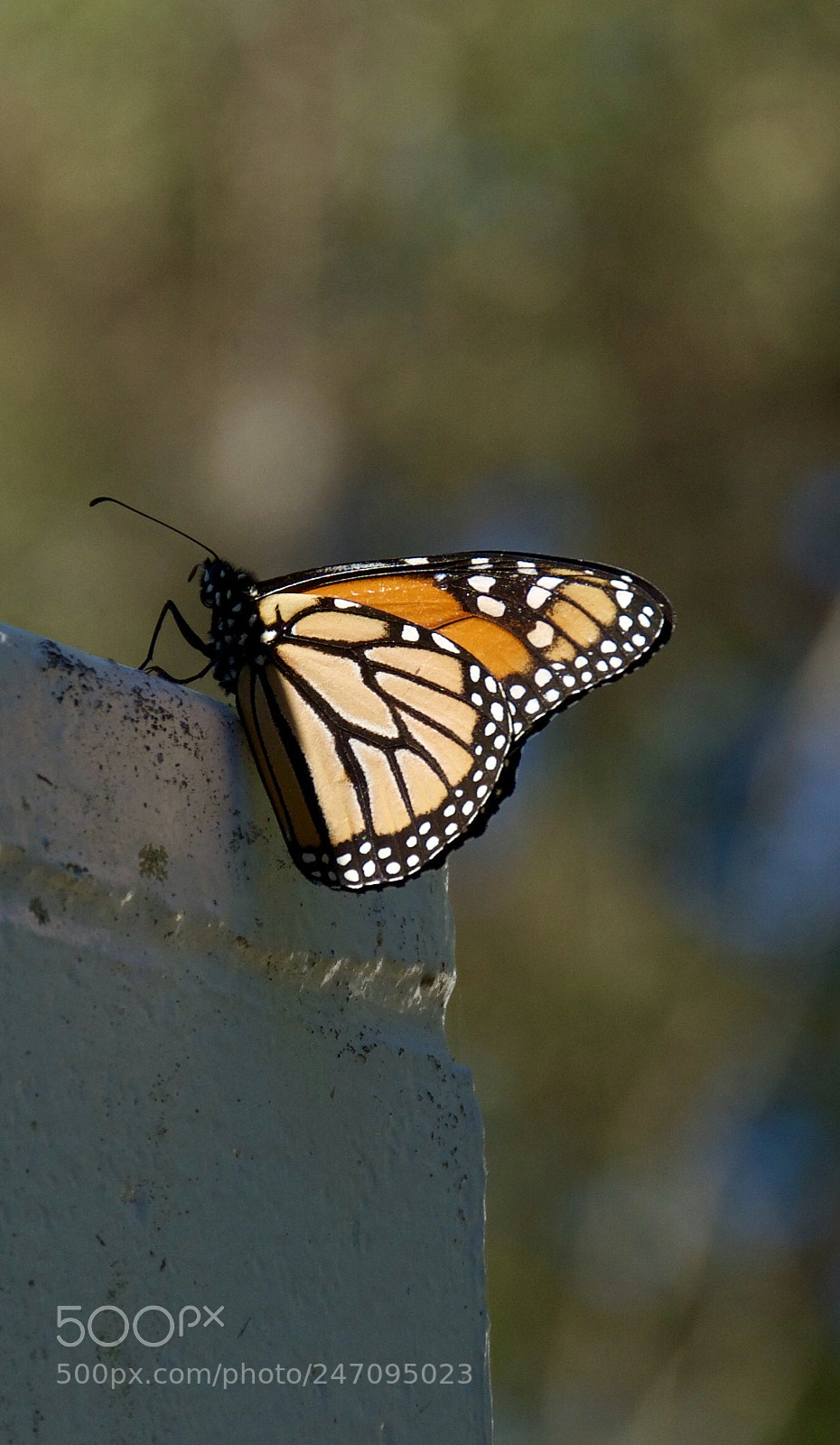 Nikon D200 sample photo. A butterfly and a photography