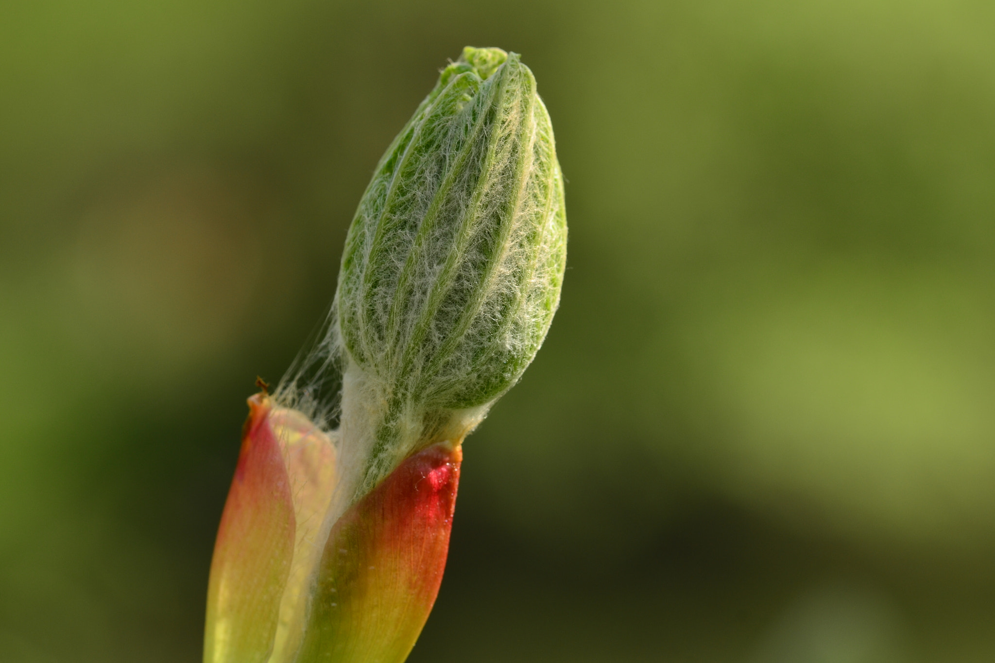 Nikon D5100 + Sigma 105mm F2.8 EX DG OS HSM sample photo. Tender buds of horse chestnut photography