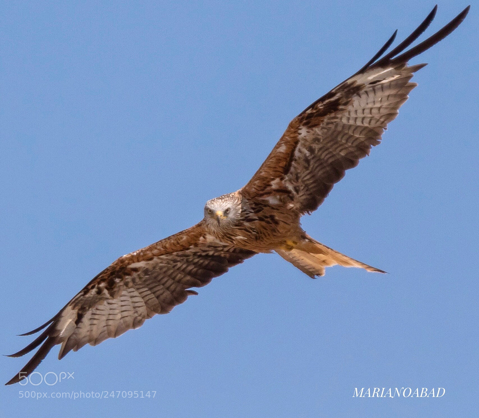 Canon EOS 7D Mark II sample photo. Milano real (milvus milvus) photography