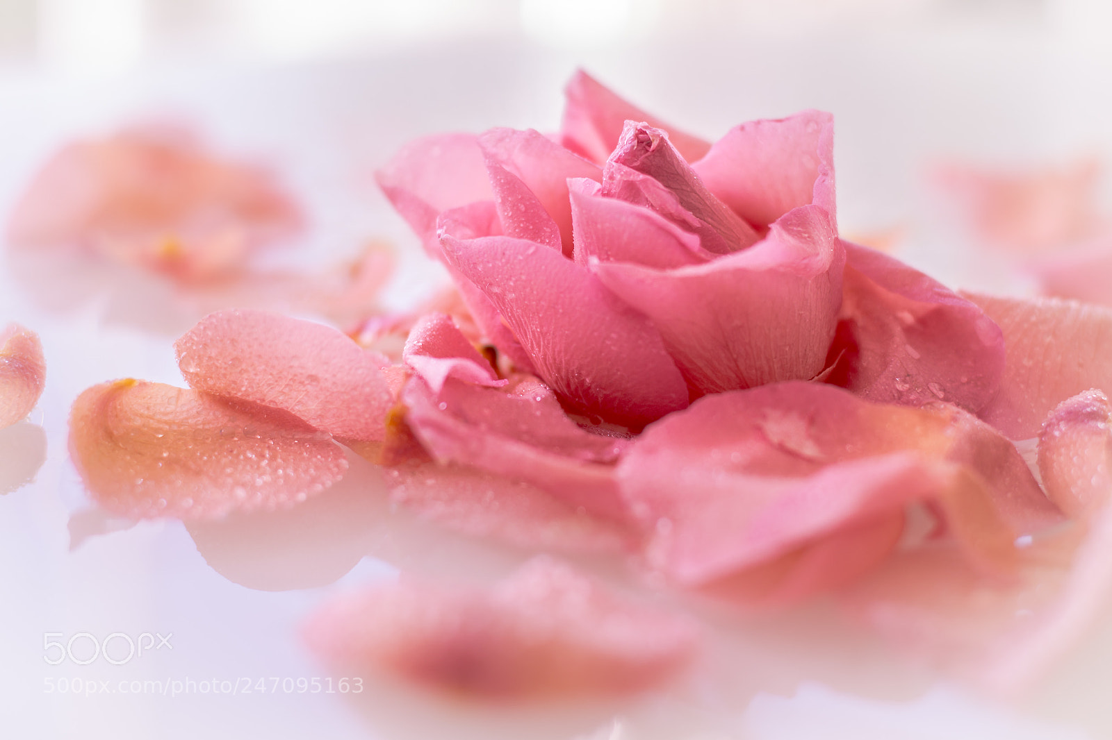 Nikon D3100 sample photo. Time for spring photography