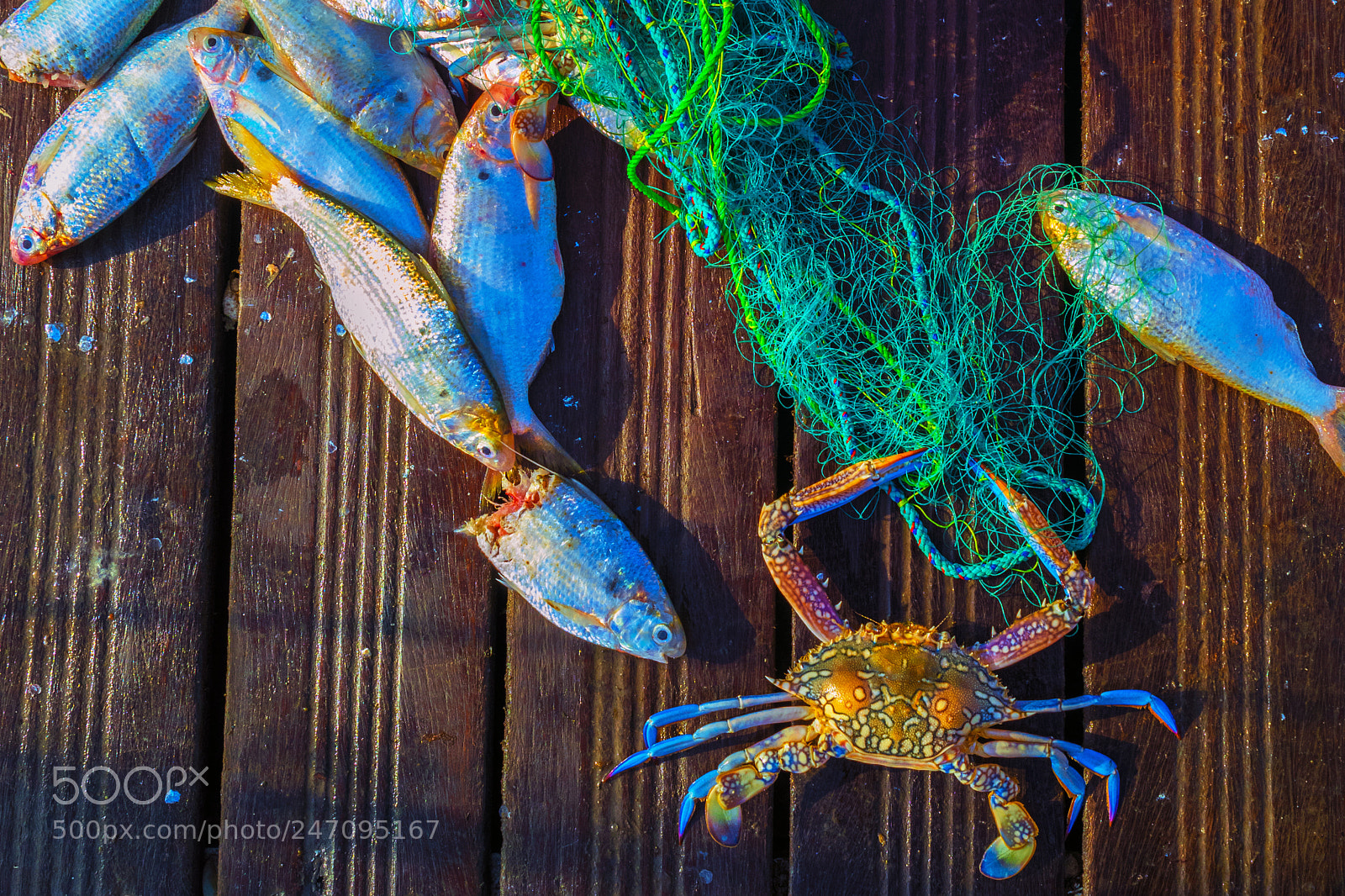Nikon D850 sample photo. Crab boss photography