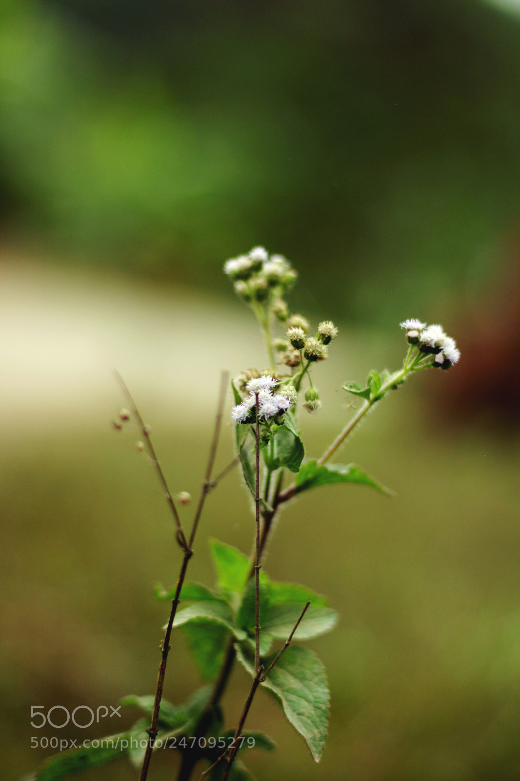 Canon EOS 700D (EOS Rebel T5i / EOS Kiss X7i) sample photo. Wild flowers photography