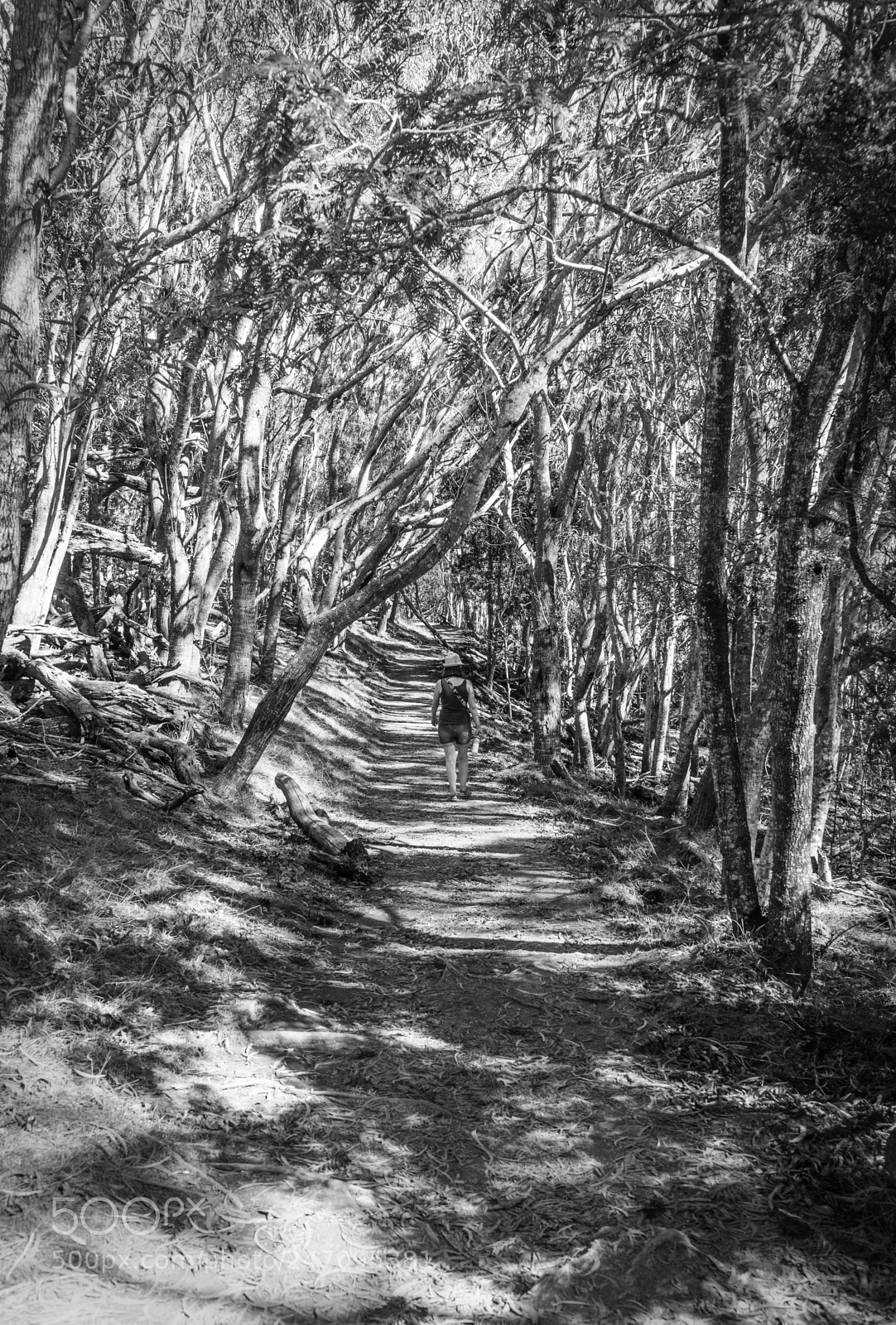 Sony Cyber-shot DSC-RX10 III sample photo. Magic forest photography