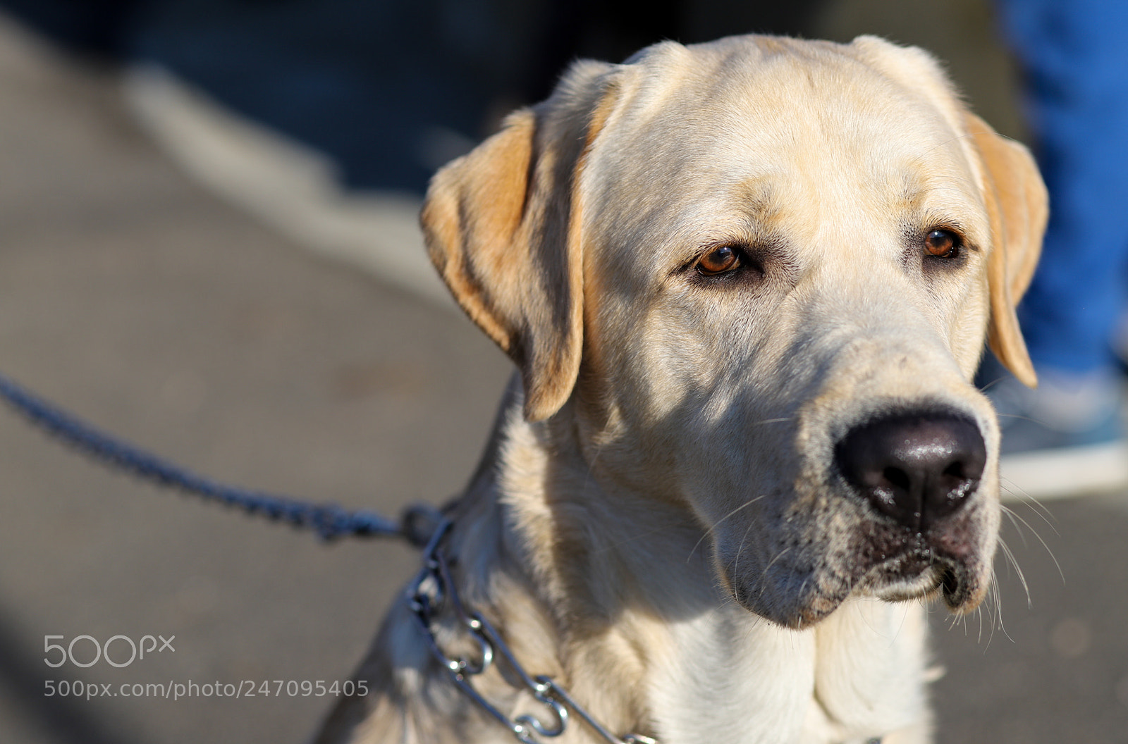 Canon EOS 6D Mark II sample photo. Img photography