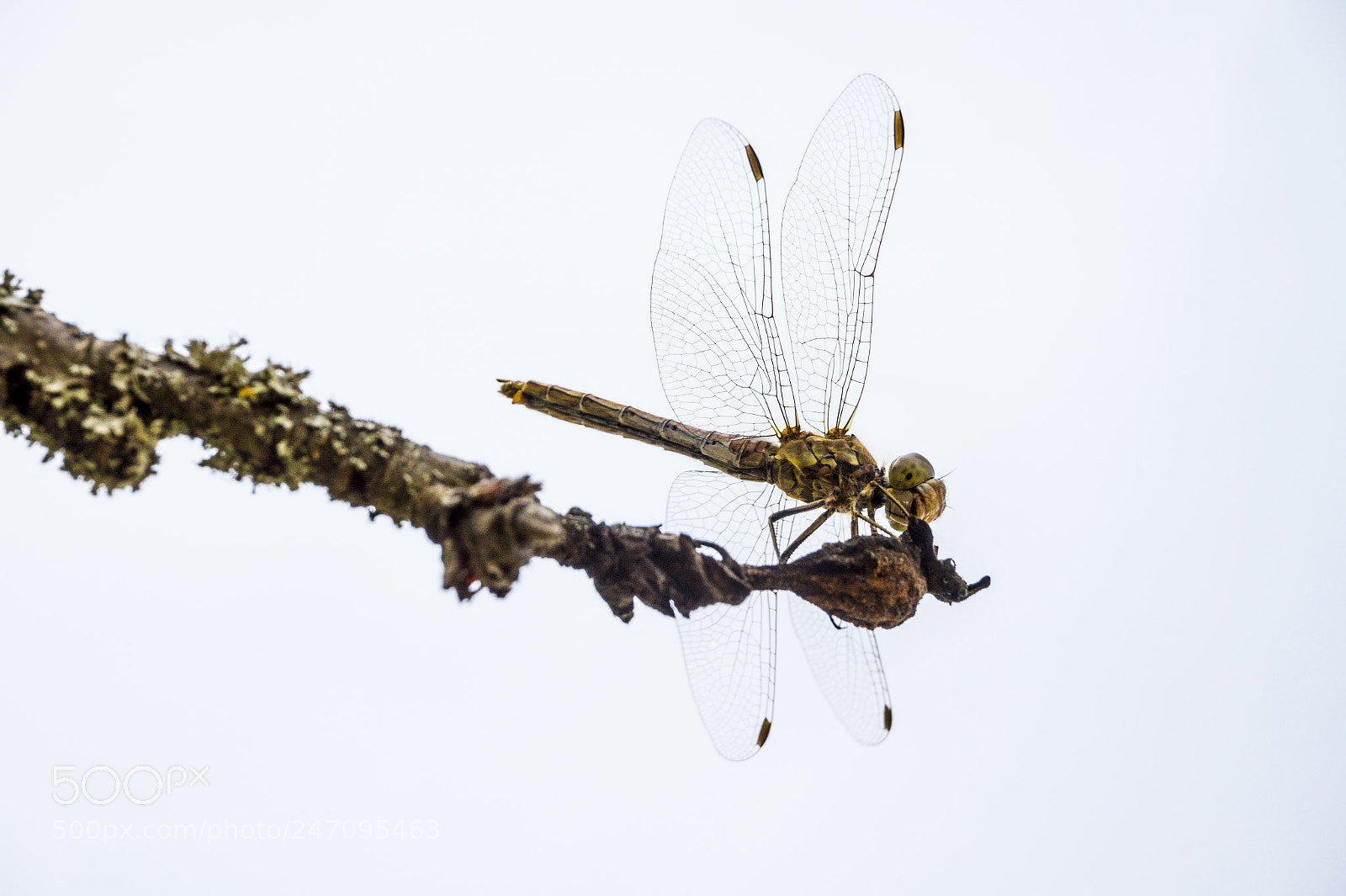 Sony Alpha a5000 (ILCE 5000) sample photo. Dragonfly photography
