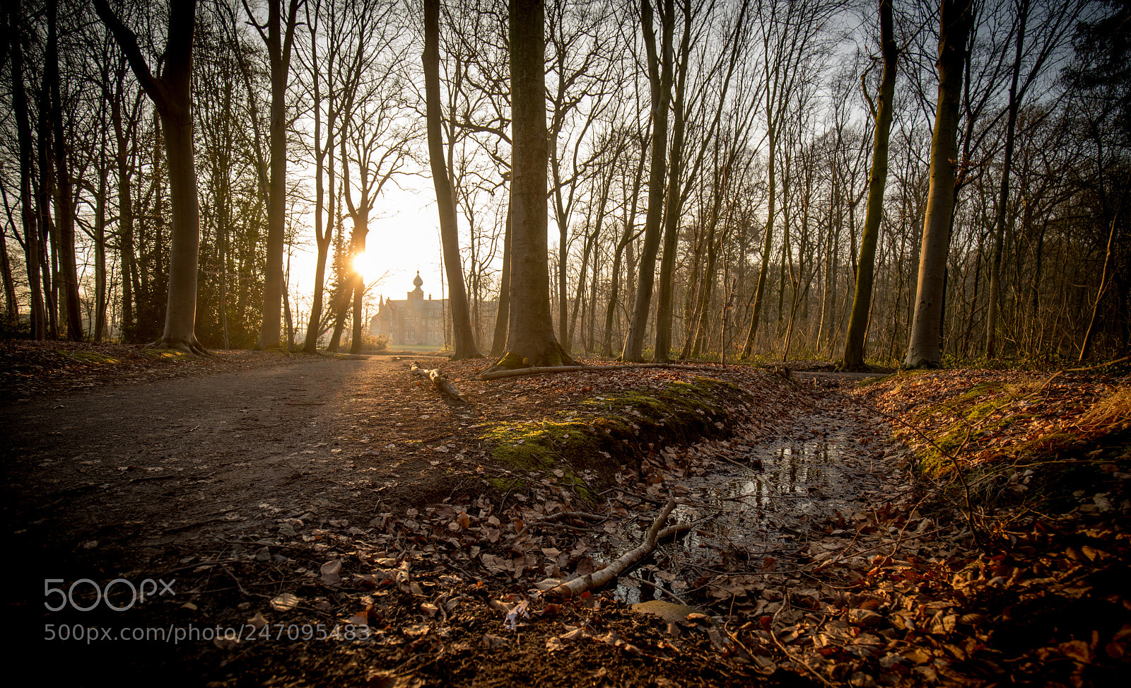Sony a7R III sample photo. Sunrise in the woods photography