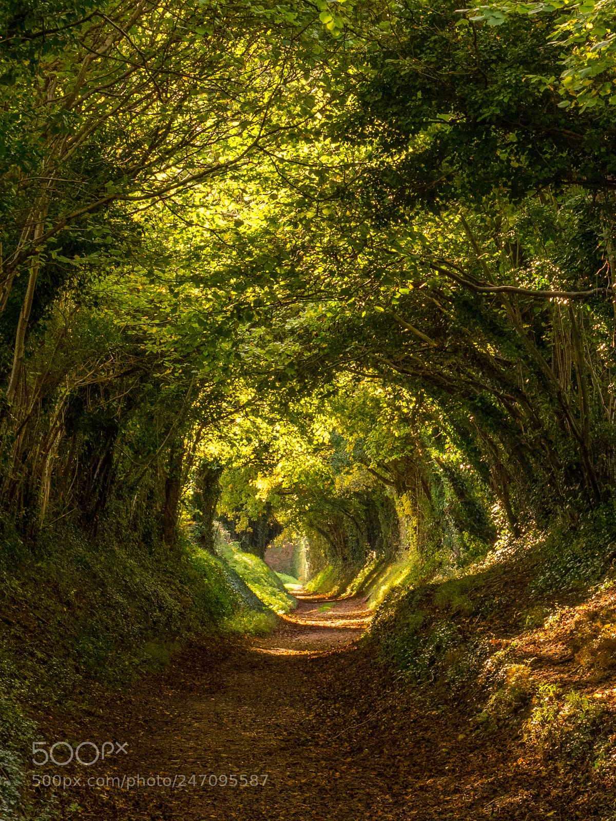 Olympus OM-D E-M1 Mark II sample photo. Tree tunnel photography