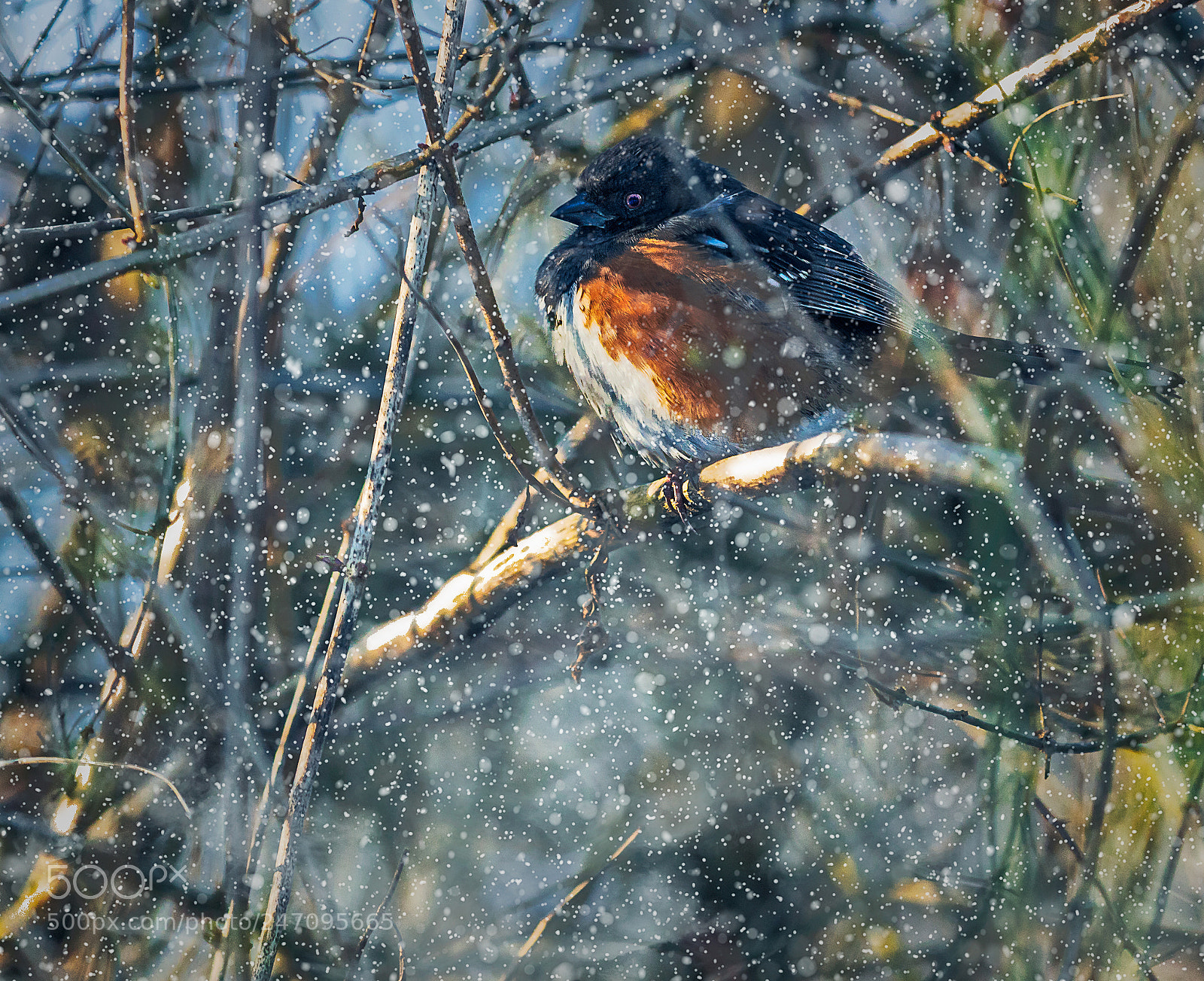 Canon EOS 5DS R sample photo. Stay fluffy my friend photography