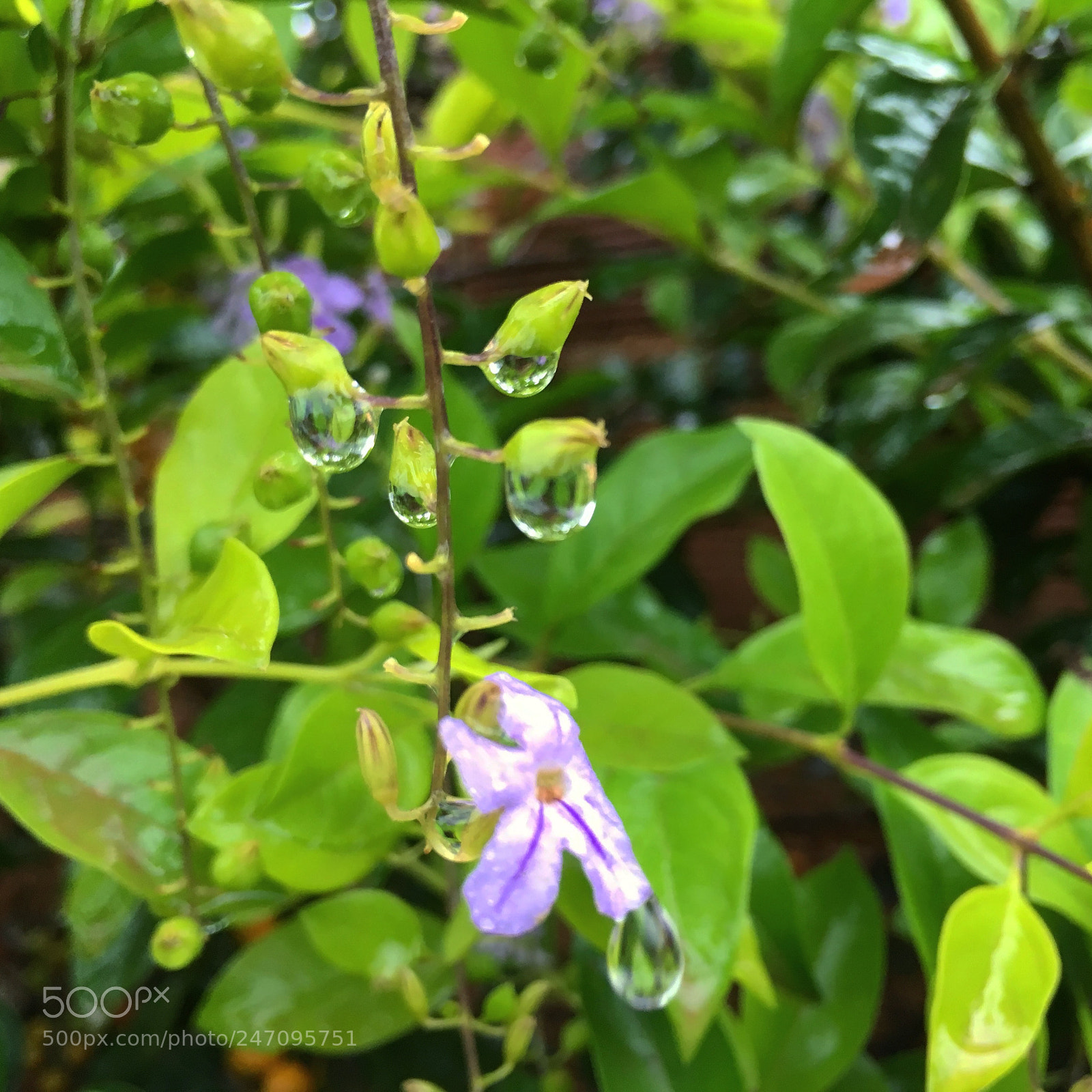 Apple iPhone SE sample photo. Dias de chuva ?? photography