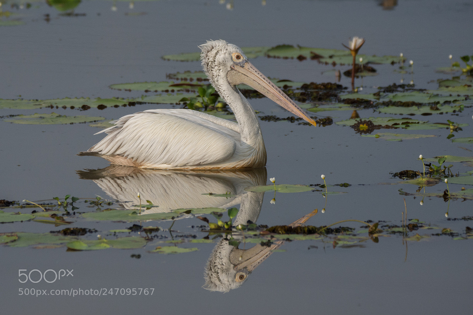 Nikon D7200 sample photo. Spot billed pelican (dsc_8982) photography