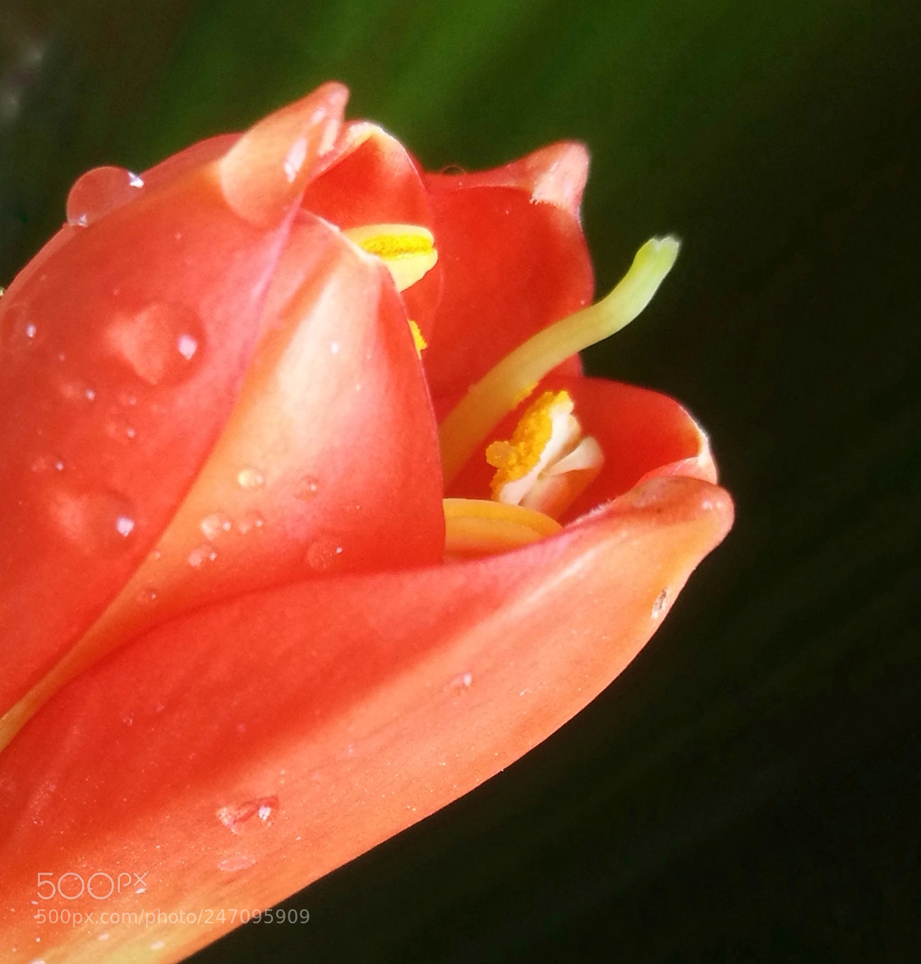 HUAWEI P9 sample photo. Untitled photography