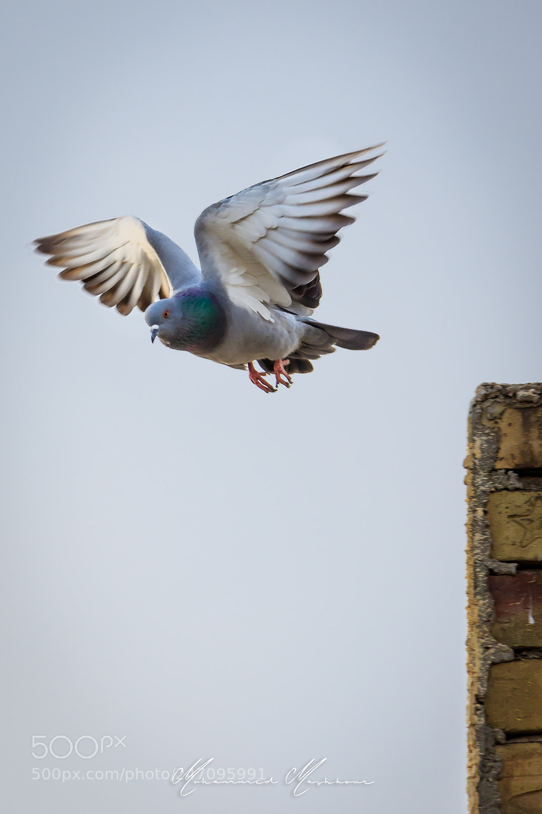 Canon EOS 7D Mark II sample photo. Diving photography