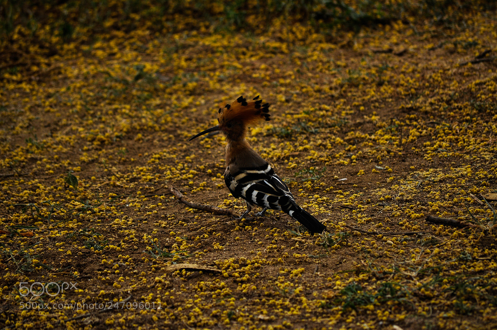 Nikon D5000 sample photo. Bird photography
