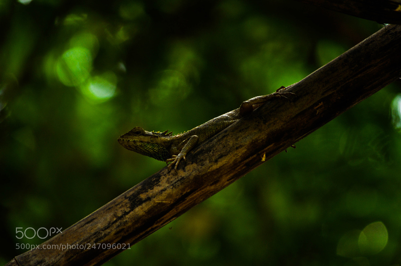 Nikon D5000 sample photo. Untitled photography